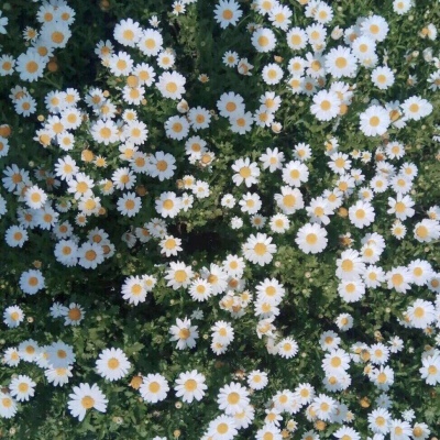 雏菊花语：天真、和平、希望、纯洁的美以及深藏在心底的爱