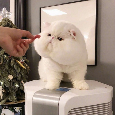念七 可爱头像