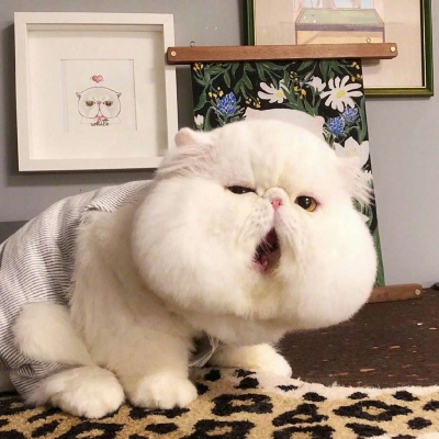 念七 可爱头像