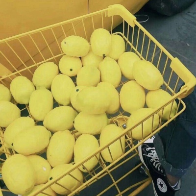 个性黄色系柠檬意境背景/苏恬代更