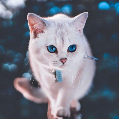 岸边的喵~~