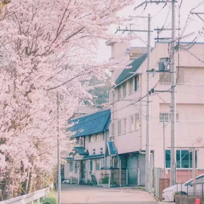 沈倦/樱花背景图