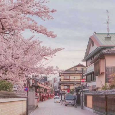 沈倦/樱花背景图