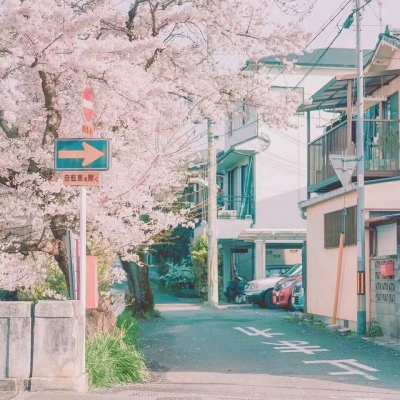 沈倦/樱花背景图