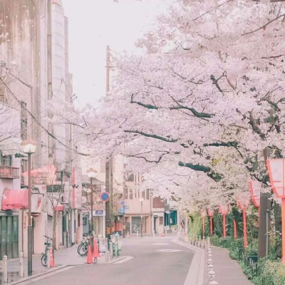 沈倦/樱花背景图