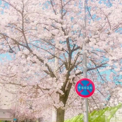 沈倦/樱花背景图