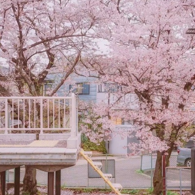 沈倦/樱花背景图
