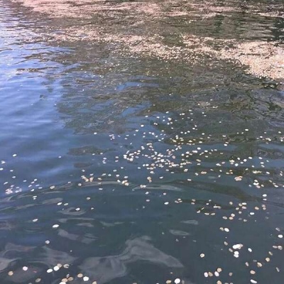 苏瓷:唯美背景（意境 静物 景物 唯美 风景 ）