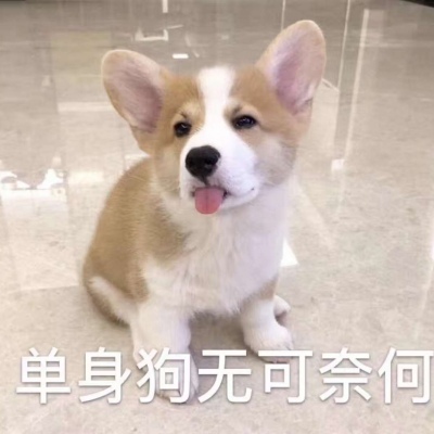 咳咳 ，单身狗/表情包