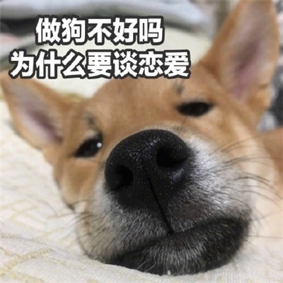 咳咳 ，单身狗/表情包