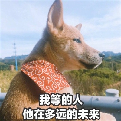 咳咳 ，单身狗/表情包