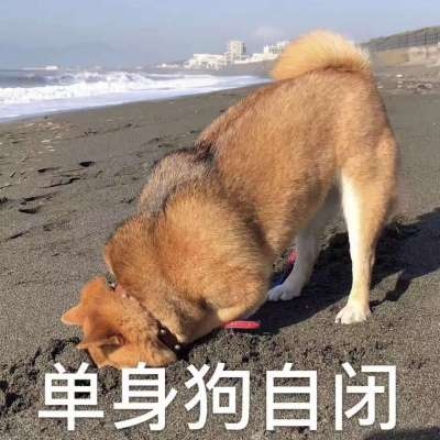 咳咳 ，单身狗/表情包
