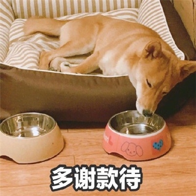 咳咳 ，单身狗/表情包