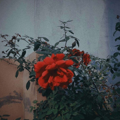 念七 略丧ins