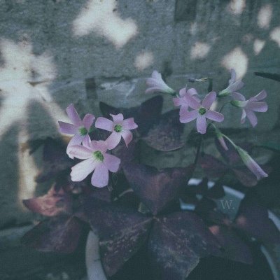 念七 略丧ins