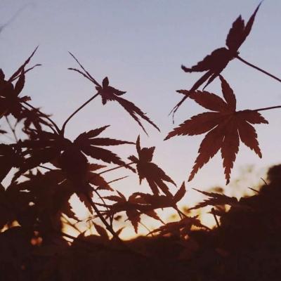 背景图： 郝念七/今日风格紫蓝白