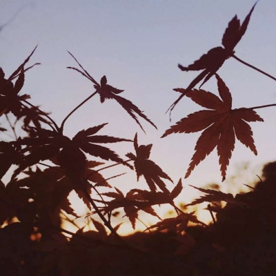 颜值超高的背景图/顾沈辞