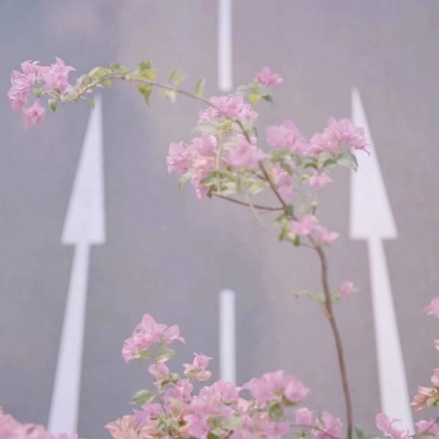 粉色背景