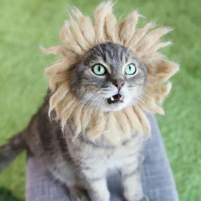苏瓷:可爱动物头像（宠物 猫咪 可爱 微信 萌）