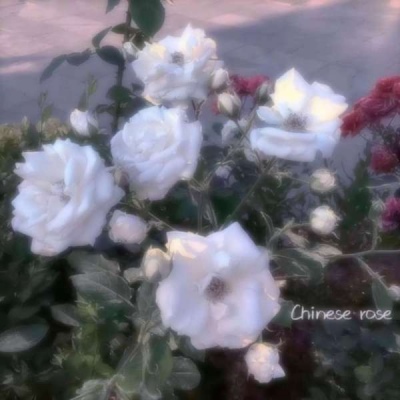 优质唯美壁纸/莹莹.