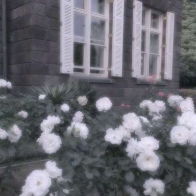 优质唯美壁纸/莹莹.
