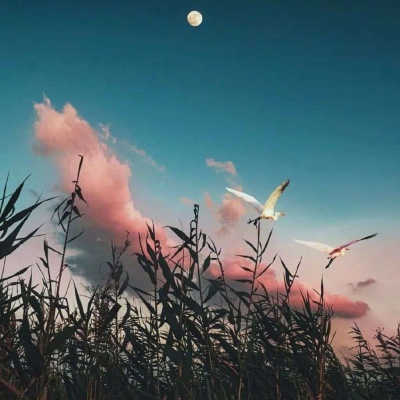 优质唯美壁纸/莹莹.