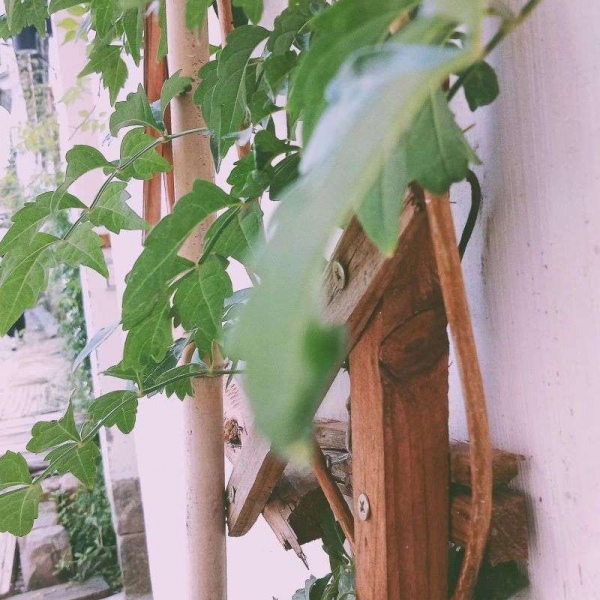 顾羽书.  故地重游看的不是风景,而是风景中的你