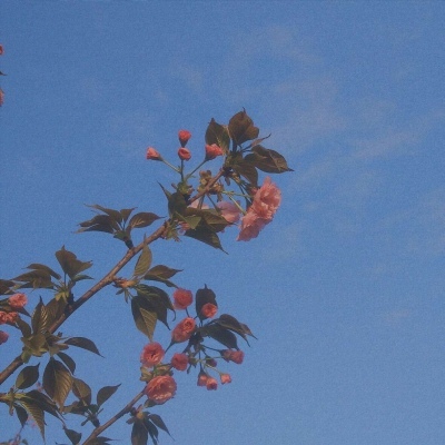 推荐优质花照?