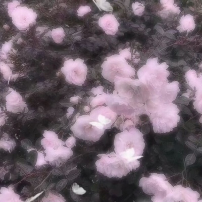 推荐优质花照?