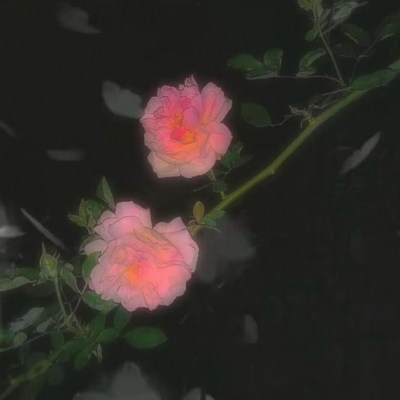 推荐优质花照?