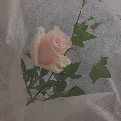 推荐优质花照?