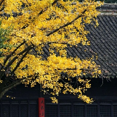 念七 秋天的童话