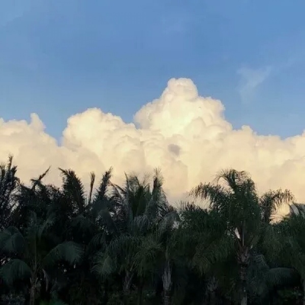 安奈 新鲜唯美静物头像背景图 有些人 是成双成对来到这世上的
