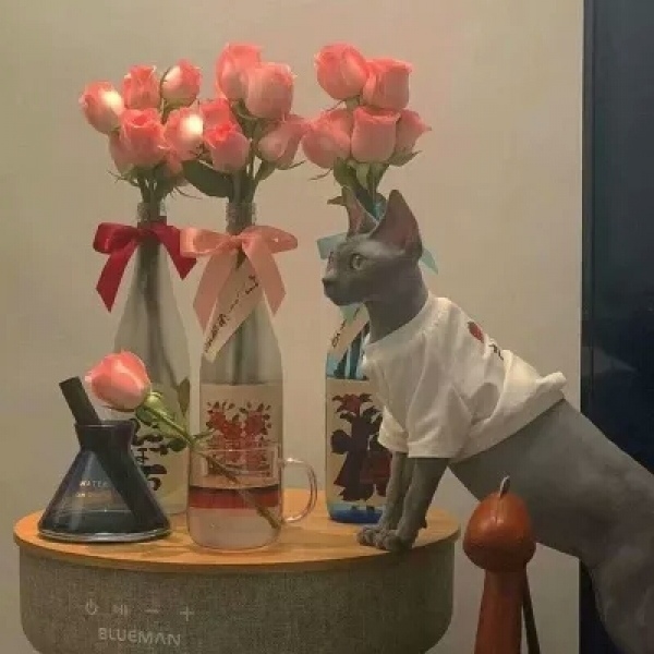 安奈 新鲜唯美静物头像背景图 有些人 是成双成对来到这世上的