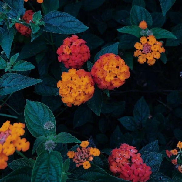 唯美鲜花/复古风/头像背景图/一切都在逝去，但一切也都如此美丽