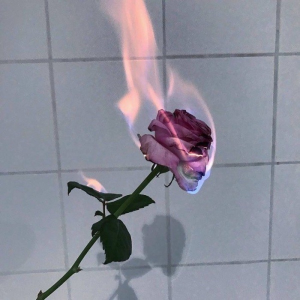 小梦/玫瑰带来的除了爱  还有伤害