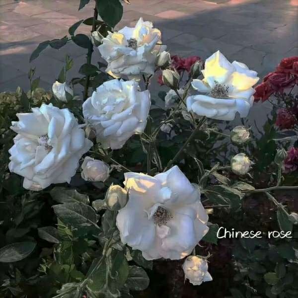 背景//把你归还给人海是清醒也是知趣。