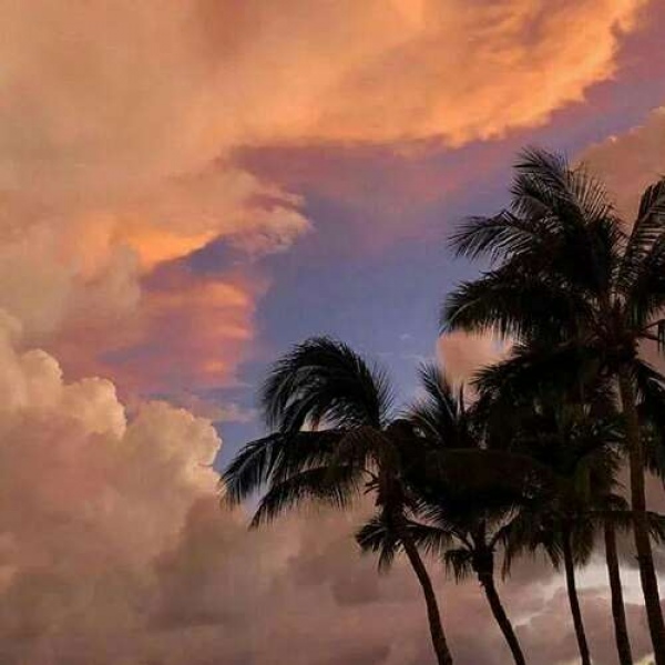 苏瓷:唯美背景（美图 静物 风景 唯美 花）