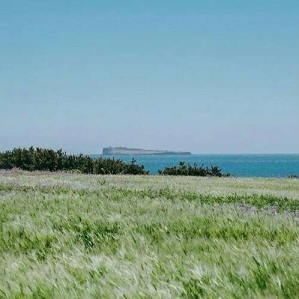 苏瓷:唯美背景（美图 静物 风景 唯美 花）