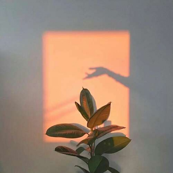苏瓷:唯美背景（美图 静物 风景 唯美 花）