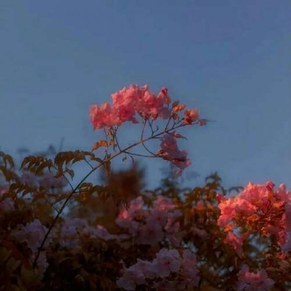 苏瓷:唯美背景（美图 静物 风景 唯美 花）