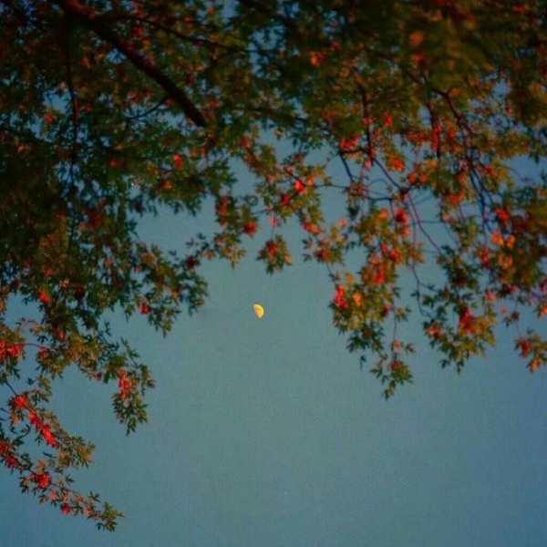苏瓷:唯美风景美图（静物 夕阳西落 意境 唯美 ）