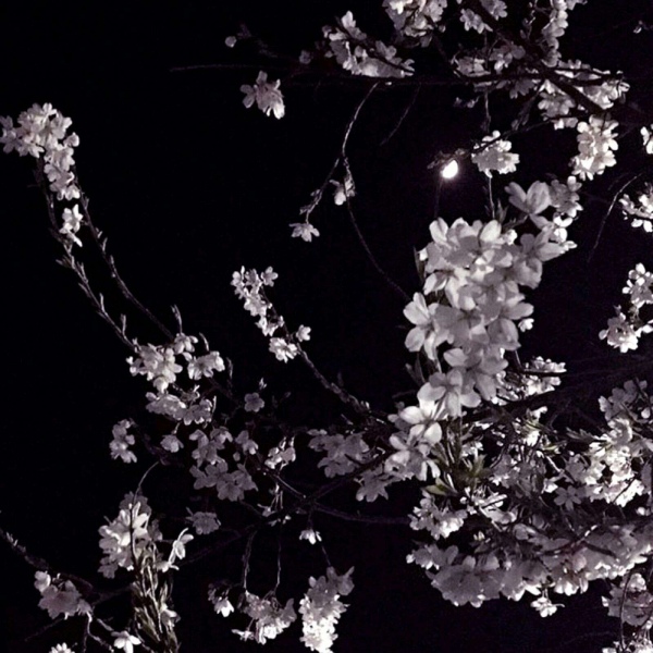 苏濯:治愈背景图 万事胜意.