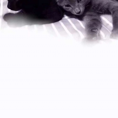 礼貌拿图