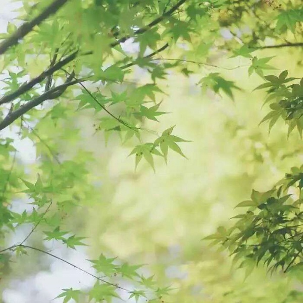 绿色系  护眼从绿色开始