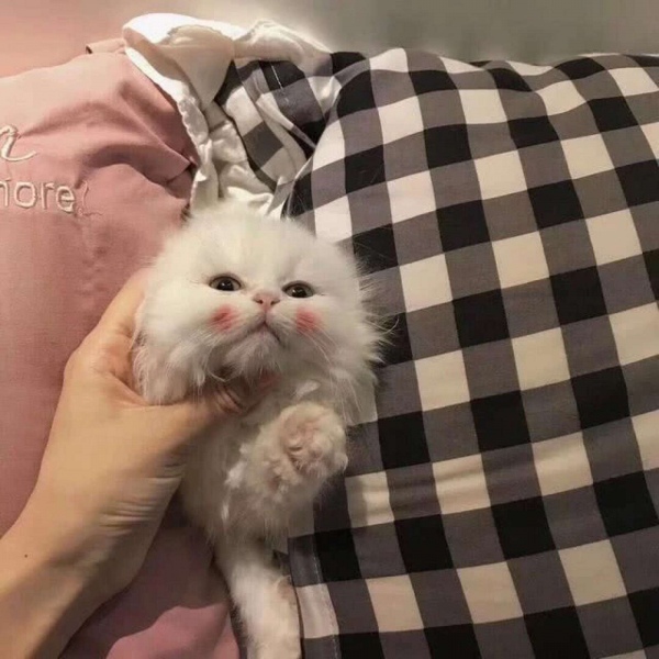 高质 背景图
