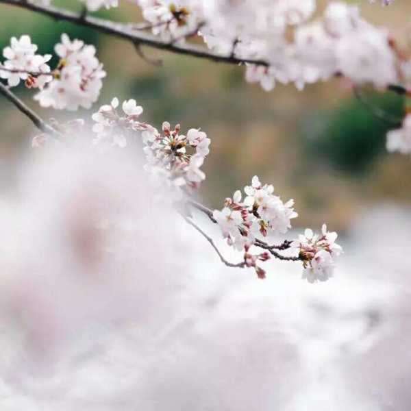 安奈 梦幻樱花背景图 我爱人的心尤为动人 你不理我的样子最为情深