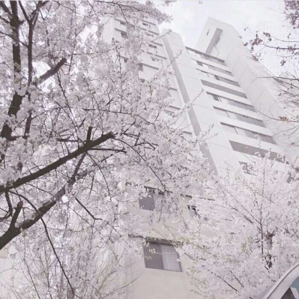 安奈 梦幻樱花背景图 我爱人的心尤为动人 你不理我的样子最为情深