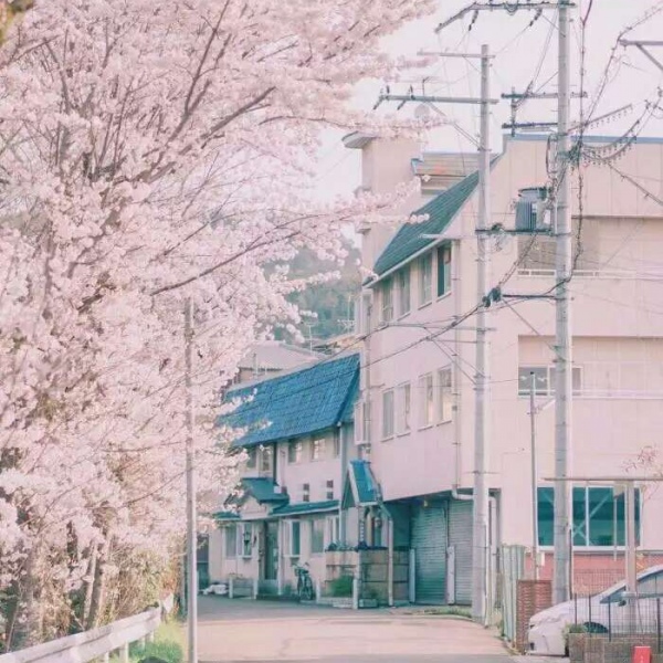 安奈 梦幻樱花背景图 我爱人的心尤为动人 你不理我的样子最为情深