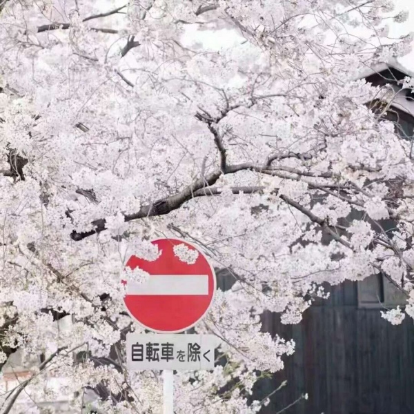安奈 梦幻樱花背景图 我爱人的心尤为动人 你不理我的样子最为情深